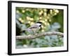 Carolina Chickadee-Gary Carter-Framed Photographic Print