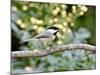 Carolina Chickadee-Gary Carter-Mounted Photographic Print