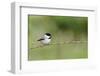 Carolina Chickadee-Gary Carter-Framed Photographic Print