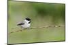 Carolina Chickadee-Gary Carter-Mounted Photographic Print