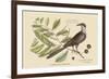 Carolina Cuckoo-Mark Catesby-Framed Art Print