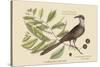 Carolina Cuckoo-Mark Catesby-Stretched Canvas