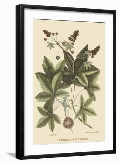 Carolina Green Lizard-Mark Catesby-Framed Art Print