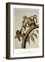 Carolina Grey Squirrel-null-Framed Giclee Print