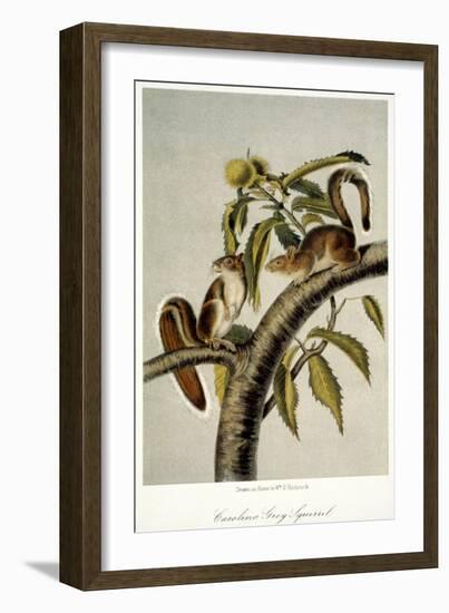 Carolina Grey Squirrel-null-Framed Giclee Print