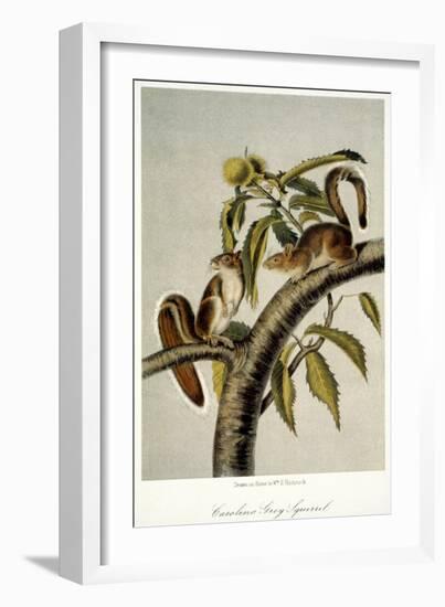 Carolina Grey Squirrel-null-Framed Giclee Print