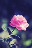 Female Youth Holding Pink Flower-Carolina Hernández-Photographic Print