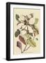 Carolina Laurel-Mark Catesby-Framed Art Print