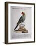 Carolina Parakeet (Conuropsis Carolinensis), Coloured from History of Birds, 1767, Table 121-null-Framed Giclee Print