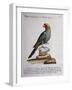 Carolina Parakeet (Conuropsis Carolinensis), Coloured from History of Birds, 1767, Table 121-null-Framed Giclee Print