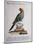 Carolina Parakeet (Conuropsis Carolinensis), Coloured from History of Birds, 1767, Table 121-null-Mounted Giclee Print