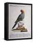 Carolina Parakeet (Conuropsis Carolinensis), Coloured from History of Birds, 1767, Table 121-null-Framed Stretched Canvas