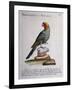 Carolina Parakeet (Conuropsis Carolinensis), Coloured from History of Birds, 1767, Table 121-null-Framed Giclee Print