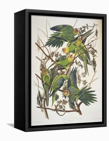 Carolina Parakeet, from "Birds of America," 1829-John James Audubon-Framed Stretched Canvas