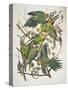 Carolina Parakeet, from "Birds of America," 1829-John James Audubon-Stretched Canvas