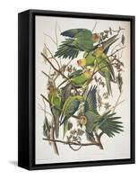 Carolina Parakeet, from "Birds of America," 1829-John James Audubon-Framed Stretched Canvas