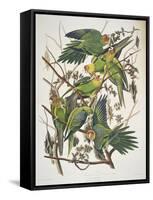 Carolina Parakeet, from "Birds of America," 1829-John James Audubon-Framed Stretched Canvas