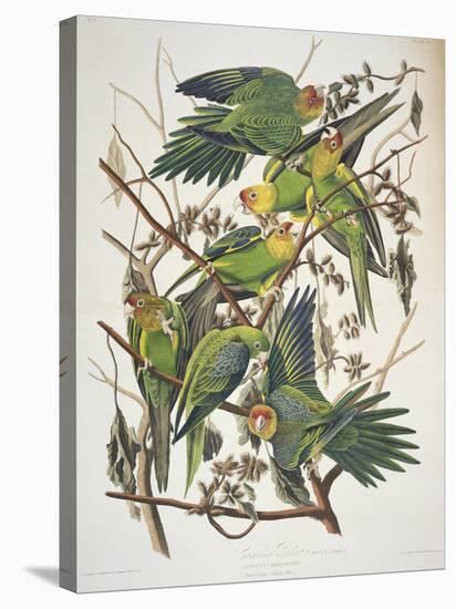 Carolina Parakeet, from "Birds of America," 1829-John James Audubon-Stretched Canvas