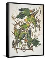 Carolina Parakeet, from "Birds of America," 1829-John James Audubon-Framed Stretched Canvas