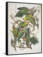 Carolina Parakeet, from "Birds of America," 1829-John James Audubon-Framed Stretched Canvas