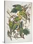 Carolina Parakeet, from "Birds of America," 1829-John James Audubon-Stretched Canvas
