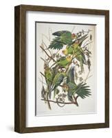 Carolina Parakeet, from "Birds of America," 1829-John James Audubon-Framed Premium Giclee Print