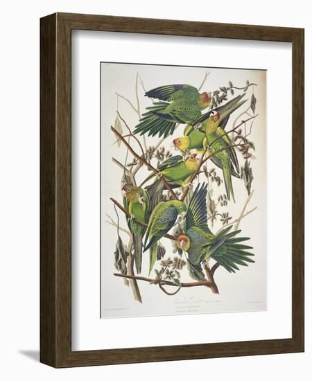 Carolina Parakeet, from "Birds of America," 1829-John James Audubon-Framed Premium Giclee Print