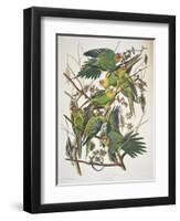 Carolina Parakeet, from "Birds of America," 1829-John James Audubon-Framed Premium Giclee Print