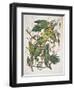 Carolina Parakeet, from "Birds of America," 1829-John James Audubon-Framed Premium Giclee Print