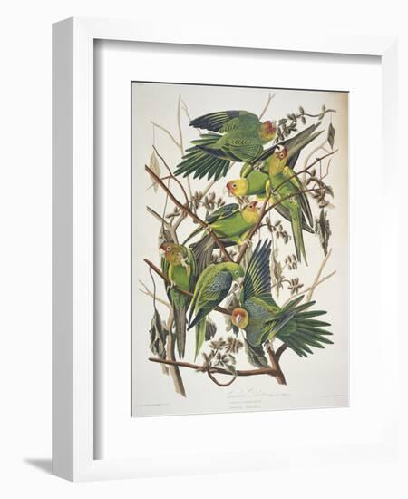 Carolina Parakeet, from "Birds of America," 1829-John James Audubon-Framed Premium Giclee Print