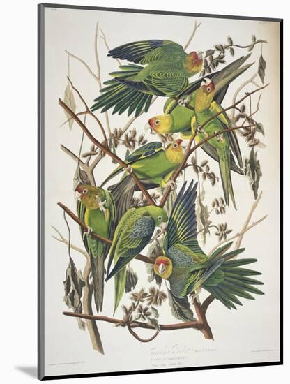 Carolina Parakeet, from "Birds of America," 1829-John James Audubon-Mounted Premium Giclee Print