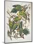 Carolina Parakeet, from "Birds of America," 1829-John James Audubon-Mounted Premium Giclee Print
