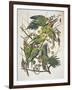 Carolina Parakeet, from "Birds of America," 1829-John James Audubon-Framed Premium Giclee Print