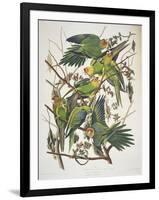 Carolina Parakeet, from "Birds of America," 1829-John James Audubon-Framed Premium Giclee Print