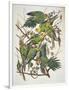 Carolina Parakeet, from "Birds of America," 1829-John James Audubon-Framed Premium Giclee Print