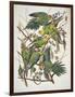 Carolina Parakeet, from "Birds of America," 1829-John James Audubon-Framed Premium Giclee Print