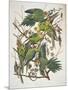 Carolina Parakeet, from "Birds of America," 1829-John James Audubon-Mounted Premium Giclee Print