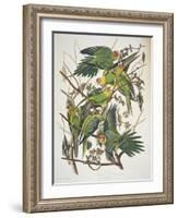 Carolina Parakeet, from "Birds of America," 1829-John James Audubon-Framed Giclee Print