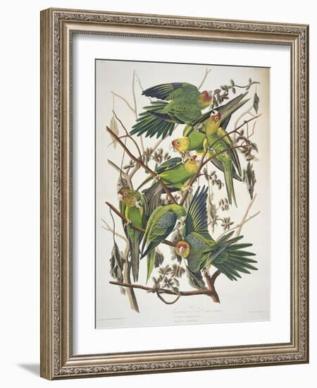 Carolina Parakeet, from "Birds of America," 1829-John James Audubon-Framed Giclee Print