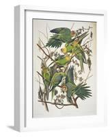 Carolina Parakeet, from "Birds of America," 1829-John James Audubon-Framed Giclee Print