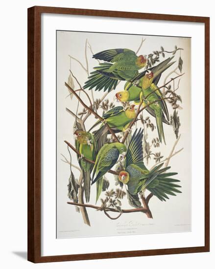 Carolina Parakeet, from "Birds of America," 1829-John James Audubon-Framed Giclee Print