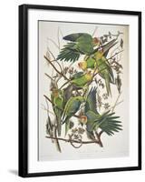 Carolina Parakeet, from "Birds of America," 1829-John James Audubon-Framed Giclee Print