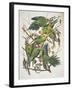 Carolina Parakeet, from "Birds of America," 1829-John James Audubon-Framed Giclee Print