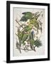 Carolina Parakeet, from "Birds of America," 1829-John James Audubon-Framed Giclee Print