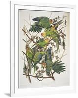 Carolina Parakeet, from "Birds of America," 1829-John James Audubon-Framed Giclee Print