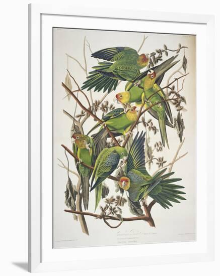 Carolina Parakeet, from "Birds of America," 1829-John James Audubon-Framed Giclee Print