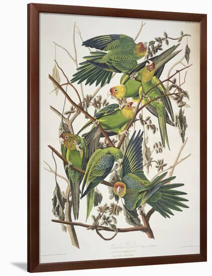 Carolina Parakeet, from "Birds of America," 1829-John James Audubon-Framed Giclee Print