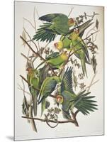 Carolina Parakeet, from "Birds of America," 1829-John James Audubon-Mounted Giclee Print