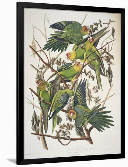 Carolina Parakeet, from "Birds of America," 1829-John James Audubon-Framed Giclee Print