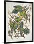 Carolina Parakeet, from "Birds of America," 1829-John James Audubon-Framed Giclee Print